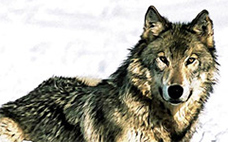 Aquarellbild eines Wolfes